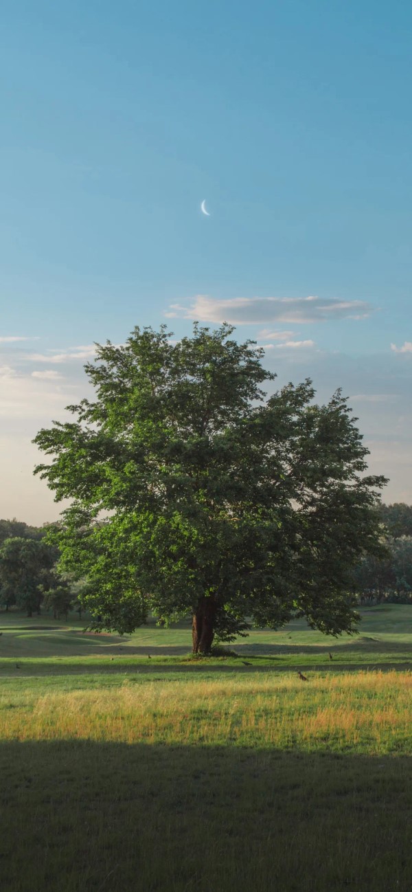 ���v�^��